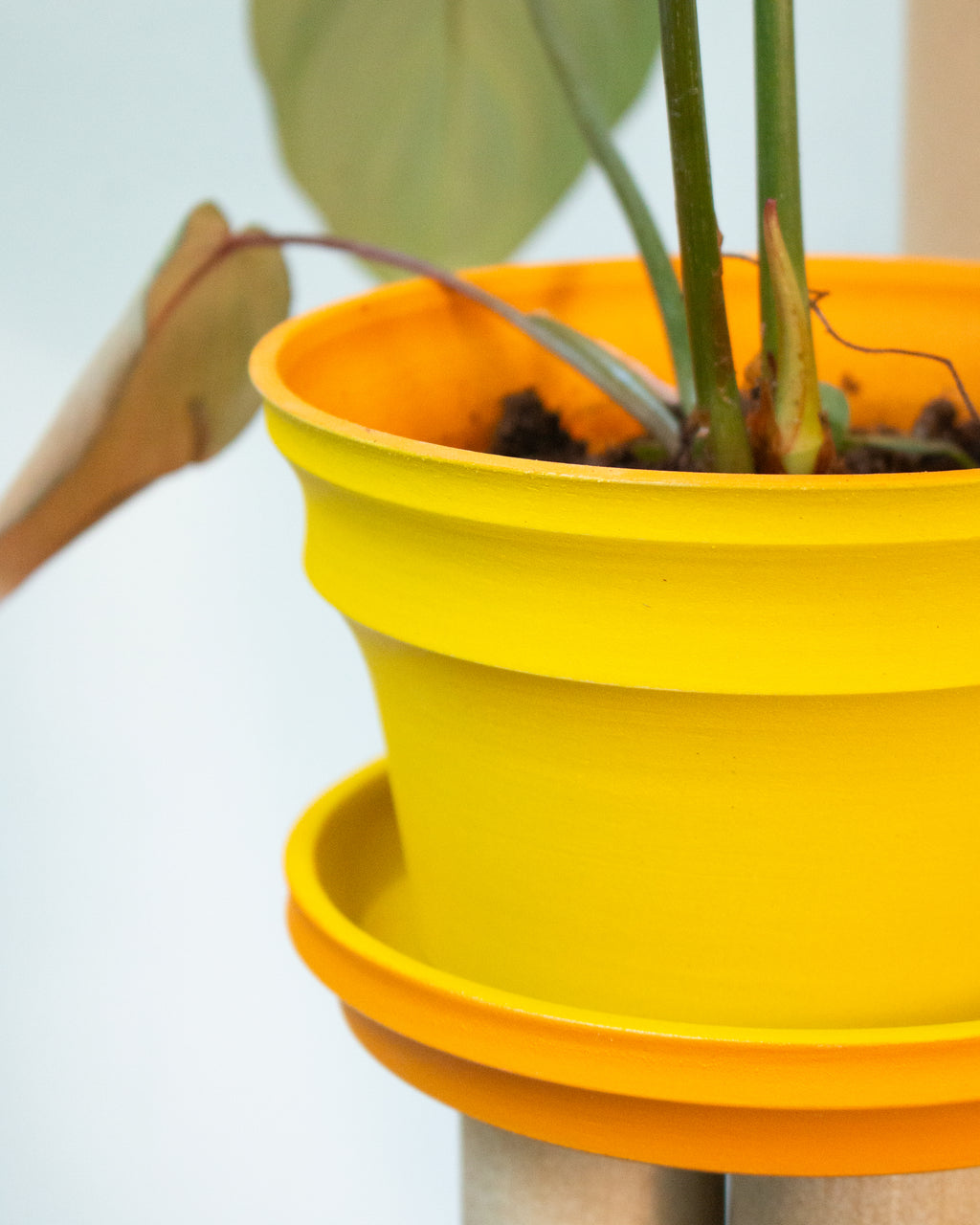 Yellow Planters