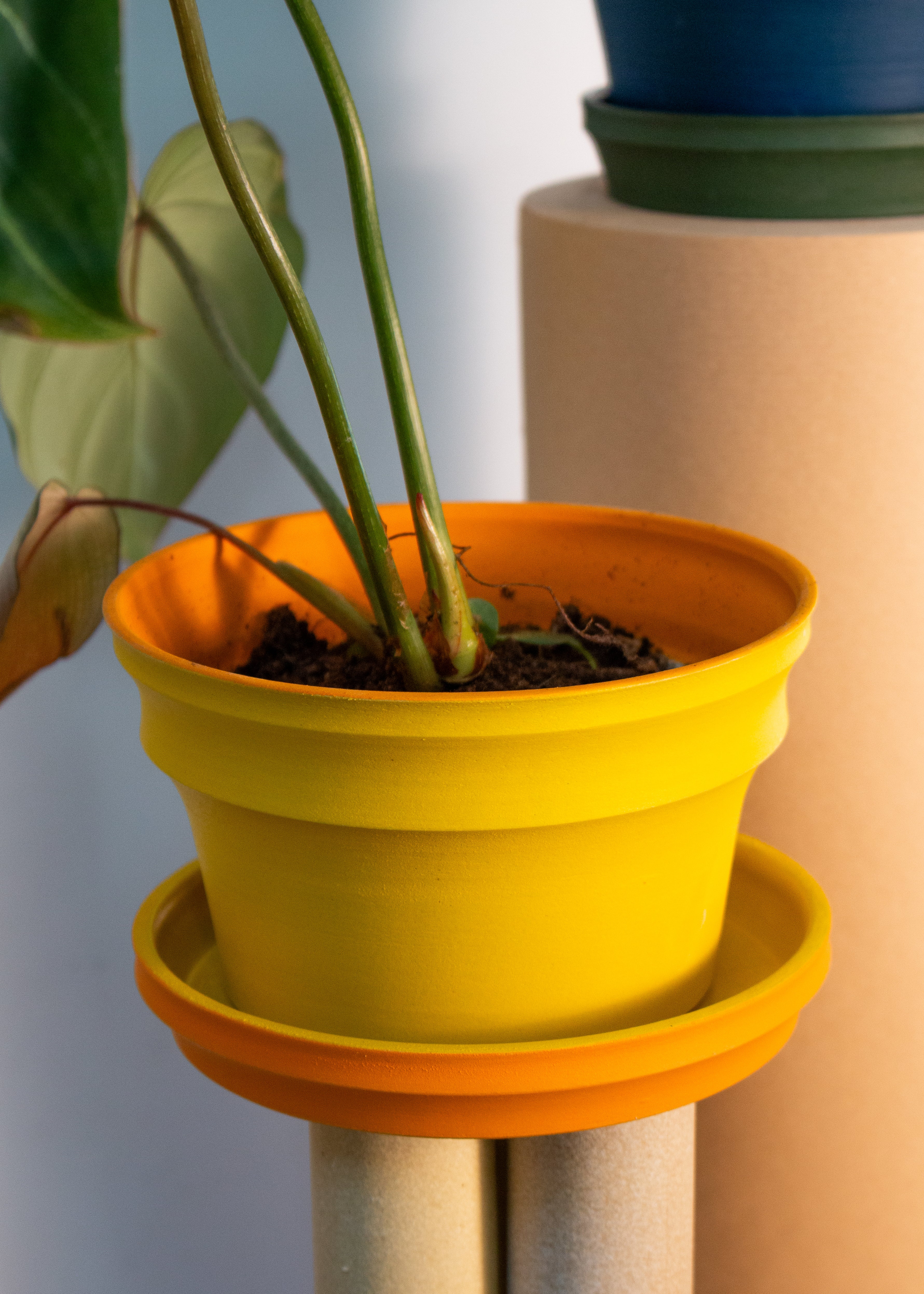 Yellow Planters